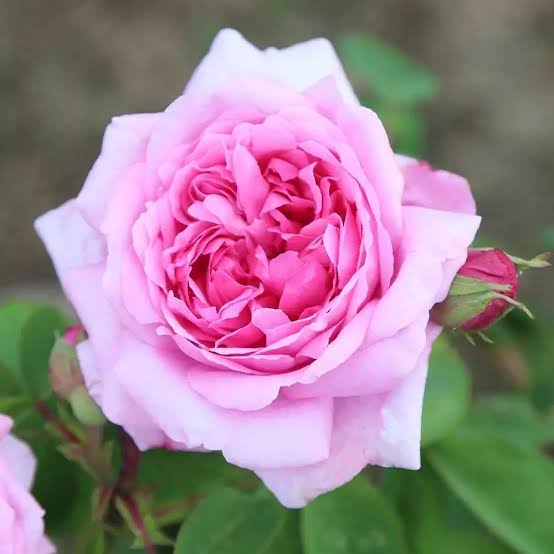 Bulgarian Rose