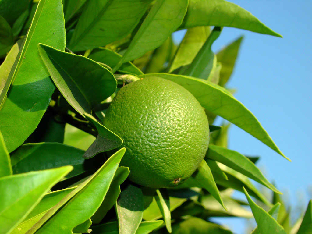 Calabrian Bergamot