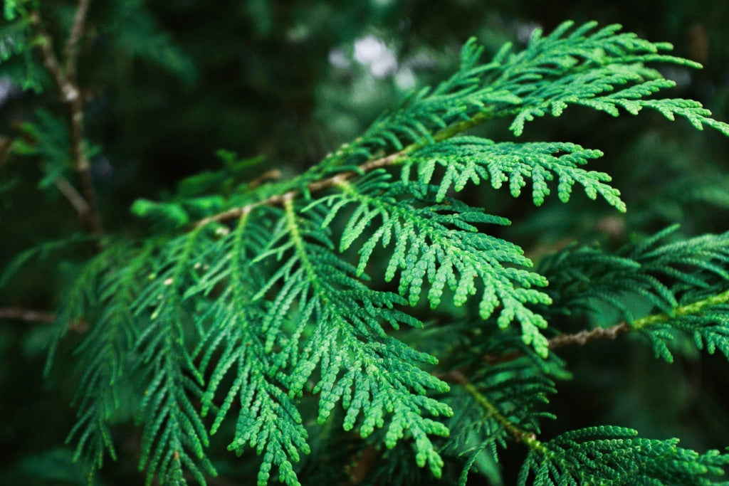 Cedar