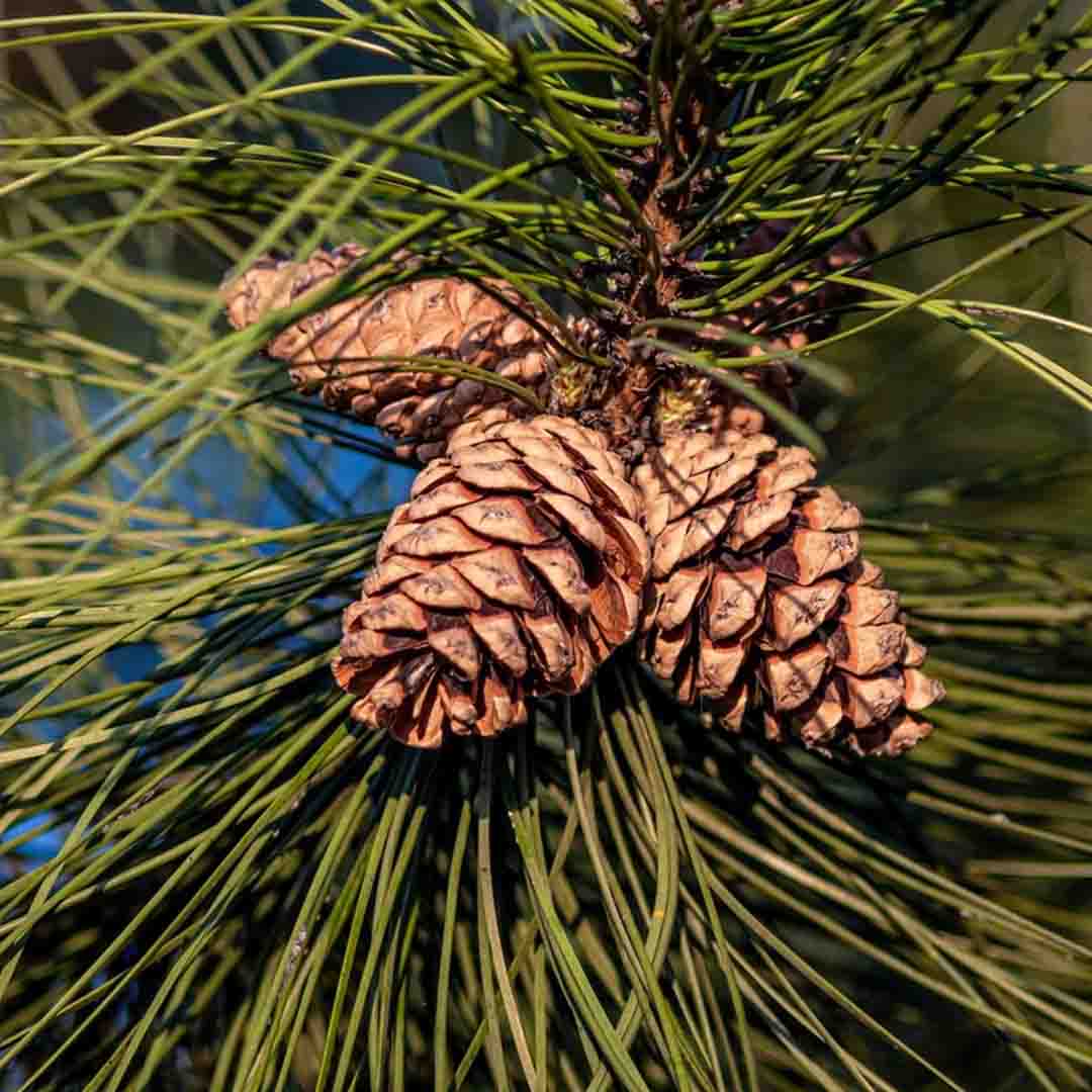 Cedarwood