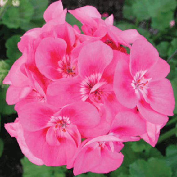 Geranium