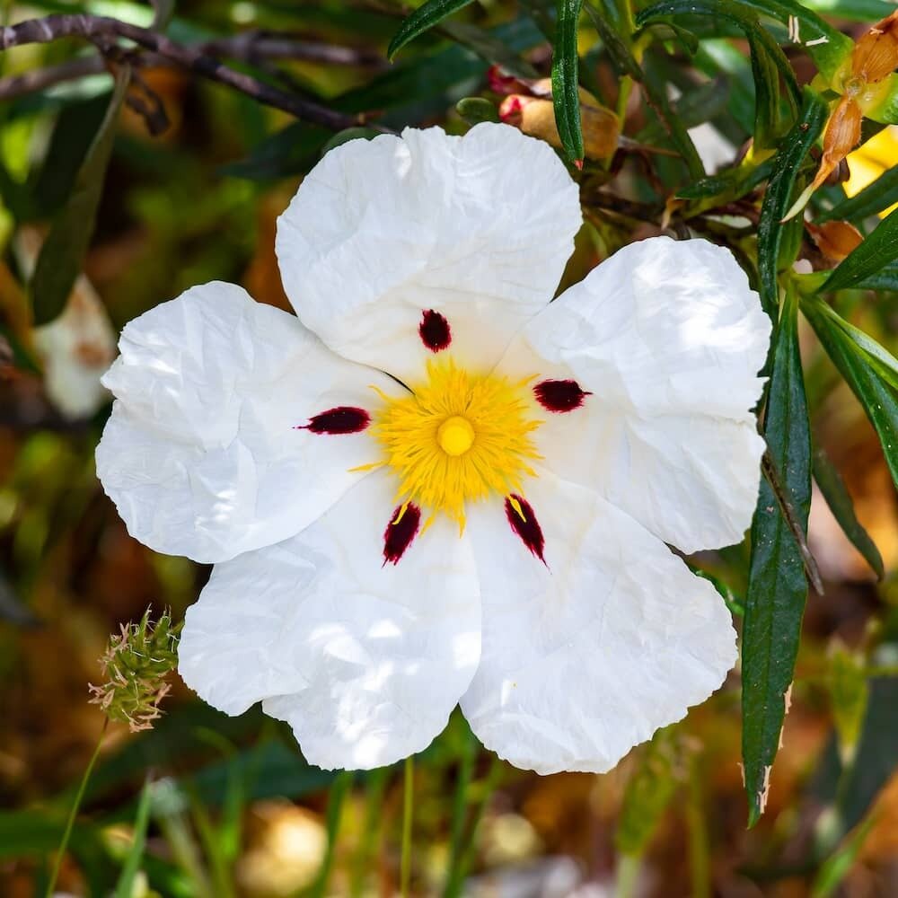 Labdanum