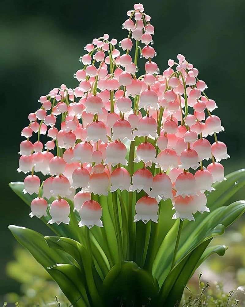 Lily of the Valley