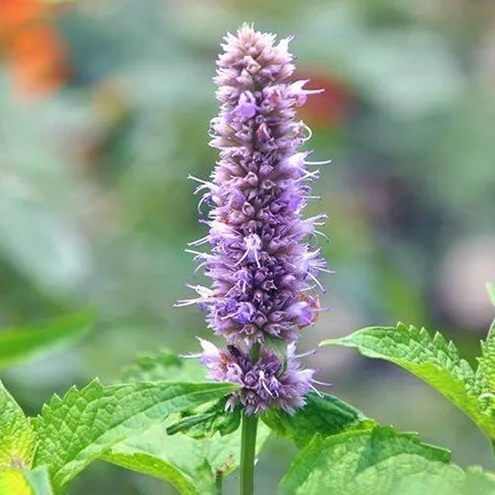Patchouli