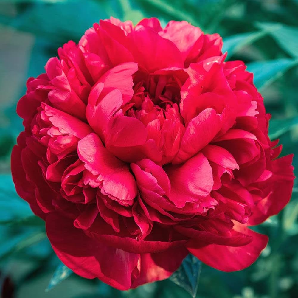 Peony