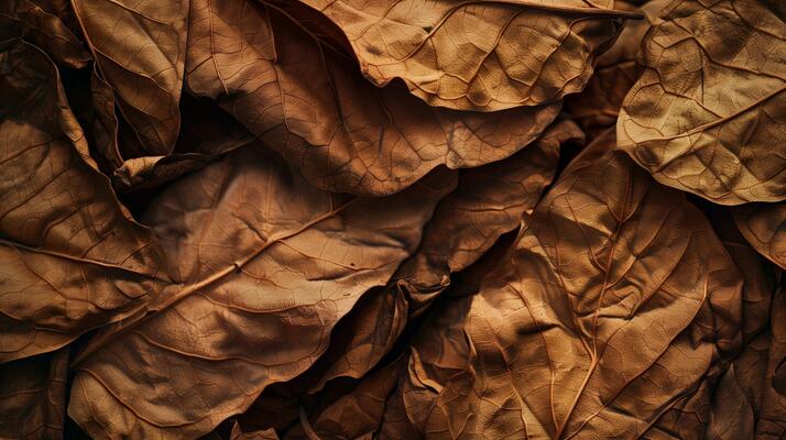 Tobacco Leaf