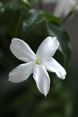 White Jasmine