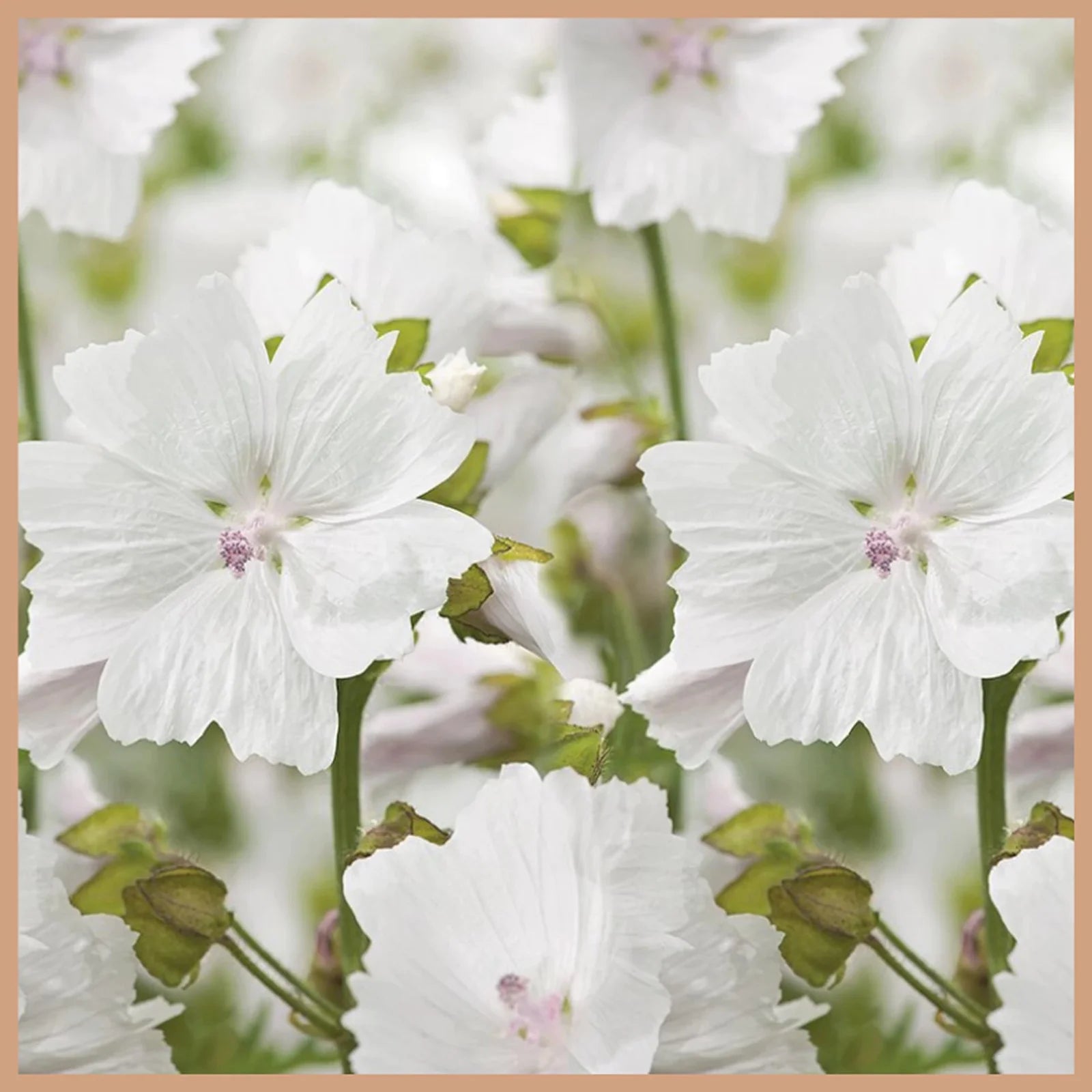 White Musk